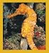 Seahorse - common Bookmark