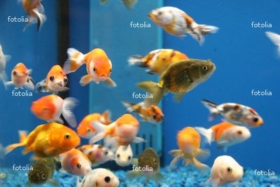 Wallmonkeys Peel and Stick Wall Graphic - School of Fish in Aquarium - 72