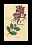 Reprint Indian Lagerstroemia, Crape Myrtle, Crepe Flower 1798