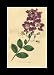 Reprint Indian Lagerstroemia, Crape Myrtle, Crepe Flower 1798