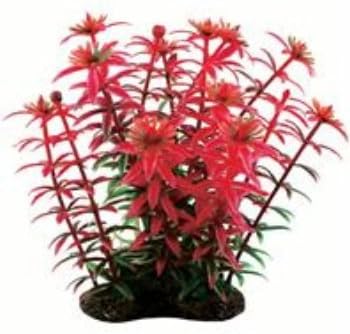 Pure Aquatic Tropical Elements Red Rotala