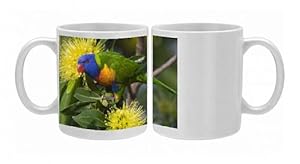 Rainbow Lorikeet feeding Photo Mugs