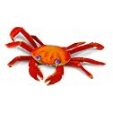 Safari Incredible Creatures: Galapagos Sally Lightfoot Crab