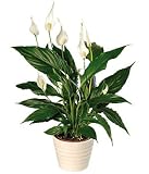 from Bunches Peace Lily Plant