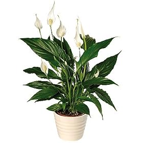 Peace Lily