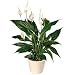 Peace Lily