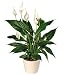 Peace Lily Plant