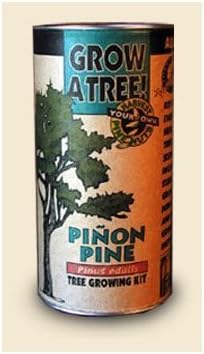 Pinion Pine Tree Growing Kit - Grow Evergreen Pinion Pines Trees from Seed To Saplings - Kit Includes Seeds, Instructions, More. by Jonsteen