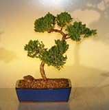 IMAGE OF Bonsai Boy's Juniper Bonsai Tree juniper procumbens nana