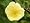 www.wildrosen.com - Wildrose Rosa hugonis - (5-Liter Topf)