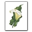 Calla Lily - Gift Enclosure Cards (set of 12)