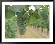 Riesling Grapes Hanging On Vine Framed Art Poster Print, 49x39