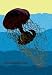 Jellyfish: Discomedusae #1 - 16x24 Giclee Fine Art Print
