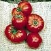 Omar's Lebanese Tomato 35 Seeds -Heirloom Beefsteak