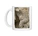African Elephant - Portrait close up of trunk and eyes Photo Mugs