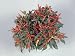 Close-Up of a Cayenne Pepper Plant (Capsicum Annuum) Photographic Poster Print by G. Cigolini, 40x30