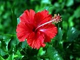 Hibiscus "Itsy Bitsy" Five Gallon Topiary