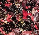 Black Aronia Berry (Chokeberry) Plant, Hefty 30-40 Inch