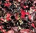 Black Aronia Berry (Chokeberry) Plant, Hefty 30-40 Inch