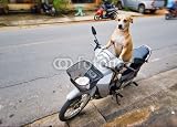 Wallmonkeys Peel and Stick Wall Decals - The Dog Sits on a Moped and Expects the Mistress - Removable Graphic