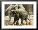 Baby Elephant Kandula, Foreground, Steps on Pumpkins as Mom Shanti Helps Out Associat...