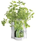 Blooms in a Bag Mint Garden Kit