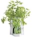 Mint Garden Kit