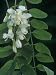 Black Locust Tree Flowers and Pinnately Compound Leaves (Robinia Pseudoacacia), North America Photographic Poster Print by Ned Therrien, 18x24