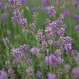 Lavender Incense Sticks - 20 Sticks ** PRICE INCL. P&P **