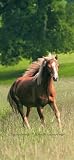 Spirit PR1203 Wall Mural