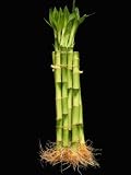 10 Stalks Of 10 Inch Straight Lucky Bamboo