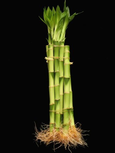 KL Design & Import - 10 Stalks Of 10 Inch Straight Lucky Bamboo For Feng Shui Or Gifts KL Design & Import - 10 Stalks Of 10 Inch Straight Lucky Bamboo For Feng Shui Or Gifts