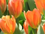 15 Orange Emperor Tulip Bulbs