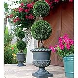 36" Podocarpus Double Ball Topiary - Improvements