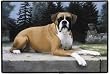 Boxers in Path Dog Indoor Outdoor Doormat Rug Mat