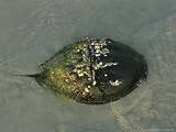 A Barnacle and Algae Encrusted Horseshoe Crab, Limulus Polyphemus Photographic Poster Print by Darlyne A. Murawski, 48x36