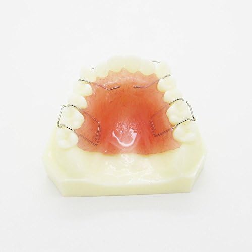 New Dental Orthodontics Treatment Teeth Retainer Study Model #M3007