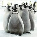 Christmas Cards - Charity Pack of 8 - Penguins