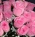 84 Silk Rose Flowers w/Raindrops - Wedding Flowers - Bridal/Floral - Double Pink