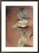 A Child Sports Glitter Face Paint During the Annual Notting Hill Carnival Collections Framed Photographic Poster Print by Jodi Cobb, 21x29