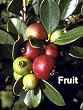 Strawberry Guava 15 Seeds - Psidium cattleianum -Bonsai