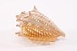 Small Optic Conch