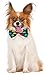 Polka Dot Pet Bowtie, Large/X-Large