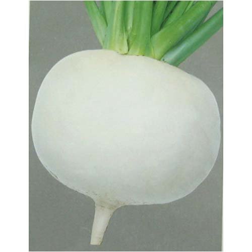 サラダ料理に最適!　岡山サラダ菜(一般種)　数量:2ml