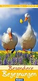 Besondere Begegnungen 2011: Postkartenkalender mit Tiermotiven und Bibelversen - 