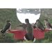 find the best bird feeders
