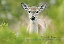 Florida Forever 2010: Conservation Photography Calendar