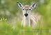 Florida Forever 2010: Conservation Photography Calendar