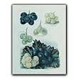 Les Petits Raisins - Gift Enclosure Cards (set of 12)