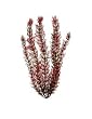 Foxtail Aquarium Plant, 12" Green